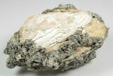 Fossil Clam with Fluorescent Calcite Crystals - Ruck's Pit, FL #194216-2